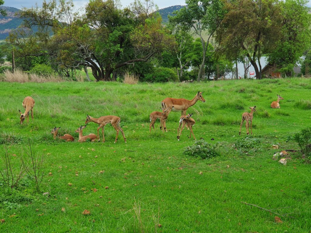 Adventures Gallery | Wildlife-1